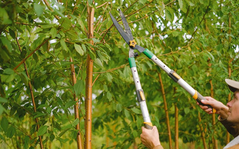 Tree trimming in Garland, NE